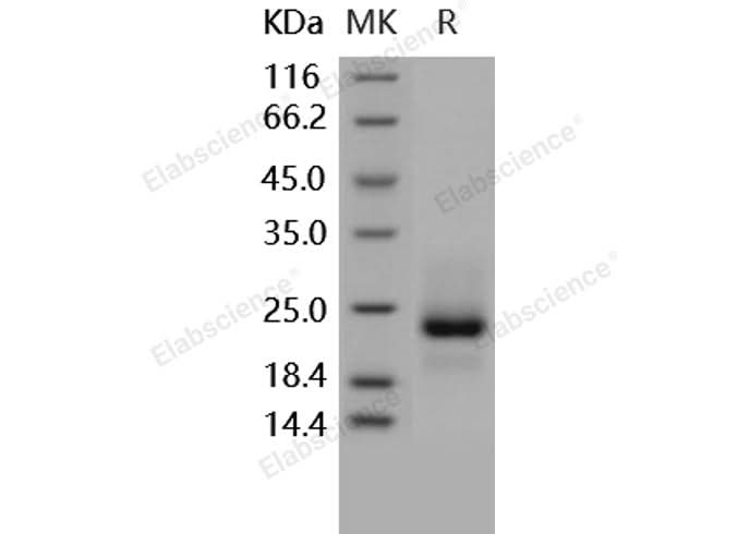 > 92 % as determined by reducing SDS-PAGE.