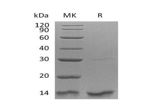 Recombinant Human Thioredoxin-2/TXN2 Protein - ABMIUM