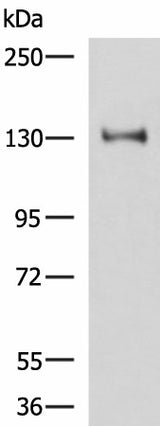 Western blot analysis of Hela cell lysate using PRPF40A Polyclonal Antibody at dilution of 1:800
