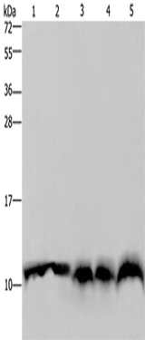 Anti-Human/Mouse/Rat UBB Antibody - ABMIUM