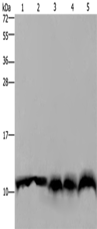 Anti-Human/Mouse/Rat UBB Antibody - ABMIUM