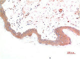 Immunohistochemistry of paraffin-embedded Human skin tissue using Phospho-SMAD3 (Ser425) Monoclonal Antibody at dilution of 1:200