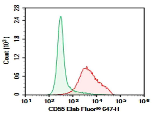 Anti-Human CD55 Antibody [143-30] - ABMIUM