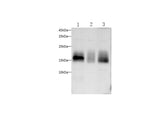 Anti-Human CD59 Antibody - ABMIUM