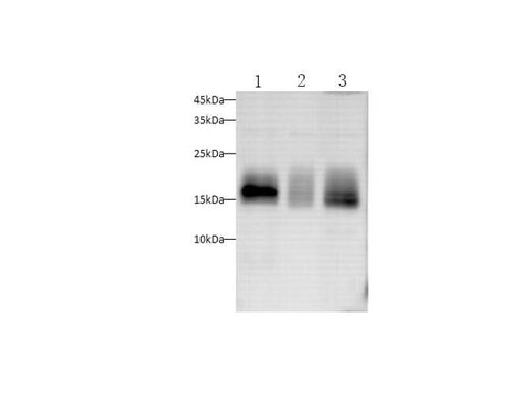 Anti-Human CD59 Antibody - ABMIUM