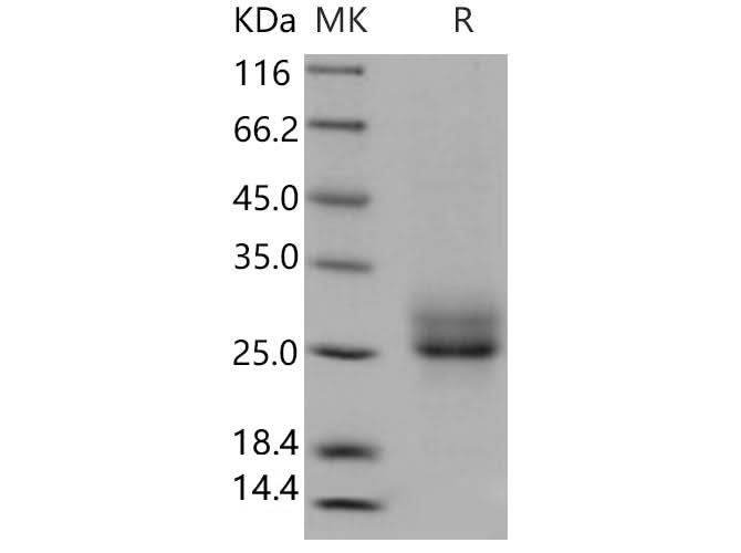 > 95 % as determined by reducing SDS-PAGE.