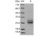 > 95 % as determined by reducing SDS-PAGE.