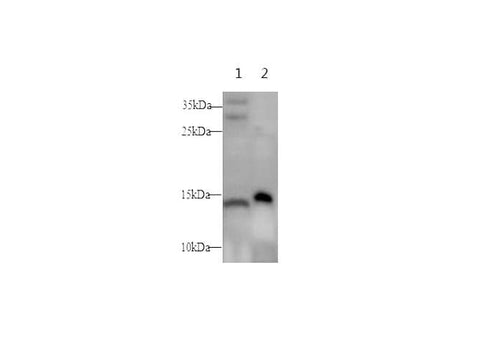 Anti-Mouse NPY Antibody - ABMIUM