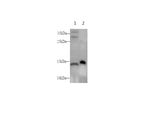 Anti-Mouse NPY Antibody - ABMIUM