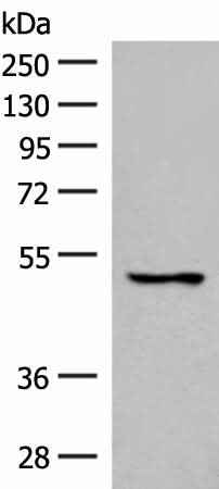 Anti-Human/Mouse GPR152 Antibody