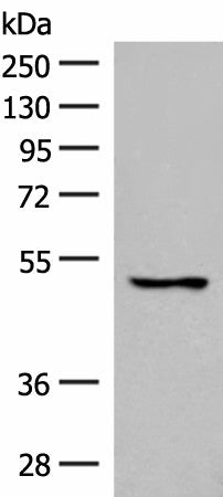 Western blot analysis of 293T cell lysate using GPR152 Polyclonal Antibody at dilution of 1:600