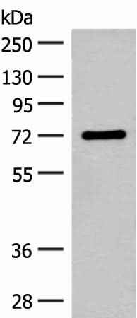 Anti-Human/Mouse/Rat SLC6A11 Antibody