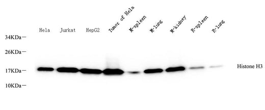Western Blot analysis of various samples using Histone H3 Polyclonal Antibody at dilution of 1:500.