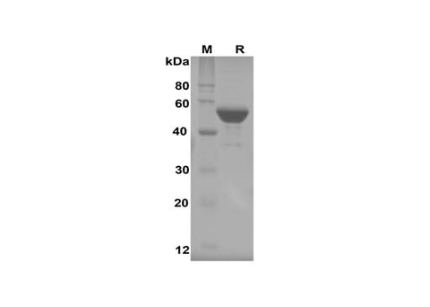 SDS-PAGE analysis of Mouse FGF21 proteins, 2 μg/lane of Recombinant Mouse FGF21 proteins, was resolved with SDS-PAGE under reducing conditions, showing bands at 53 kDa.