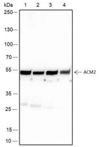 Anti-Human/Rat/Mouse Muscarinic Acetylcholine Receptor 2/CM2 Antibody [A121]