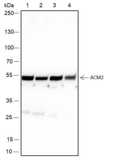 Anti-Human/Rat/Mouse Muscarinic Acetylcholine Receptor 2/CM2 Antibody [A121] - ABMIUM