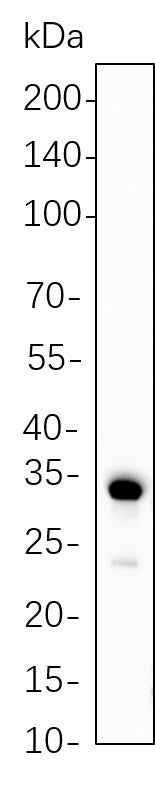 Anti-Human/Mouse/Rat Calponin-1 Antibody [B1108] - ABMIUM