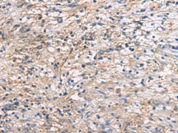 Anti-Human CEP89 Antibody