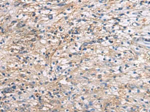 Anti-Human CEP89 Antibody