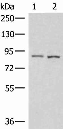 Anti-Human/Mouse CUL4A Antibody