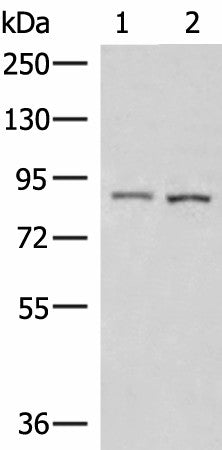 Western blot analysis of 231 and HepG2 cell lysates using CUL4A Polyclonal Antibody at dilution of 1:600