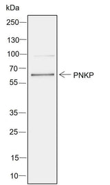 Anti-Human PNKP Antibody [A752]