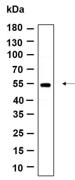 Anti-Human/Mouse/Rat Tubulin α Antibody [B876] - ABMIUM