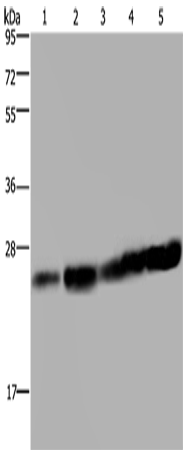 Anti-Human/Mouse/Rat MOB1A Antibody - ABMIUM