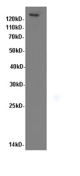 Western Blot analysis of Hela cells using ITGB1 Polyclonal Antibody at dilution of 1:600