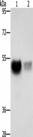 Western blot analysis of Mouse brain tissue PC3 cells using CREBZF Polyclonal Antibody at dilution of 1:500