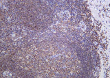 Anti-Human/Mouse/Rat SH-PTP1 Antibody [B952]