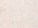 Immunohistochemistry of paraffin-embedded Human brain tissue using KCNIP3 Polyclonal Antibody at dilution of 1:90(×200)