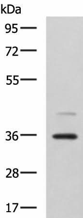 Western blot analysis of A172 cell lysate using UBLCP1 Polyclonal Antibody at dilution of 1:1150