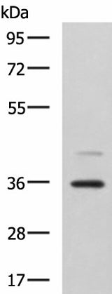 Western blot analysis of A172 cell lysate using UBLCP1 Polyclonal Antibody at dilution of 1:1150