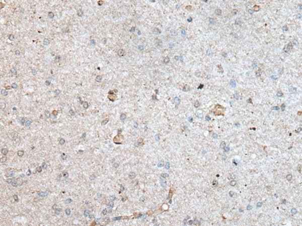 Anti-Human/Mouse/Rat RAB4A Antibody