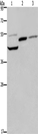 Anti-Human/Mouse/Rat CYR61 Antibody - ABMIUM