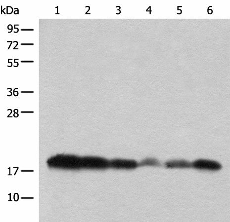 Western Blot analysis of Raji，231 and PC-3 cell，Mouse heart，Mouse brain，Human testis using BUD31 Polyclonal Antibody at dilution of 1:450.