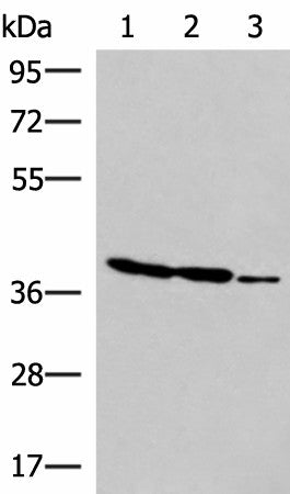 Western blot analysis of HT-29 K562 and HUVEC cell lysates using GIMAP2 Polyclonal Antibody at dilution of 1:1000