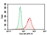 Anti-Human Oct-3/4 Antibody [40/Oct-3] - ABMIUM