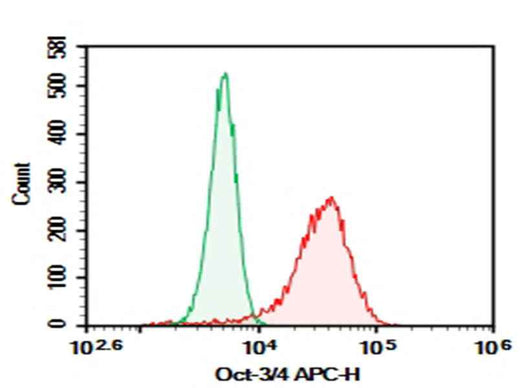 Anti-Human Oct-3/4 Antibody [40/Oct-3] - ABMIUM