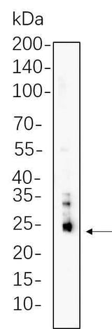 Anti-Human/Mouse/Rat Bim Antibody [B755]