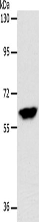 Anti-Human/Mouse INA Antibody - ABMIUM