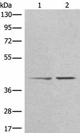 Western blot analysis of A172 and HEPG2 cell lysates using TMEM248 Polyclonal Antibody at dilution of 1:300