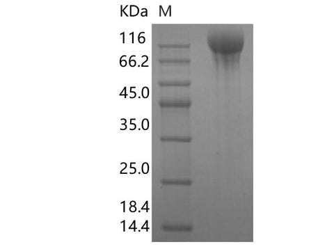 > 95 % as determined by reducing SDS-PAGE.