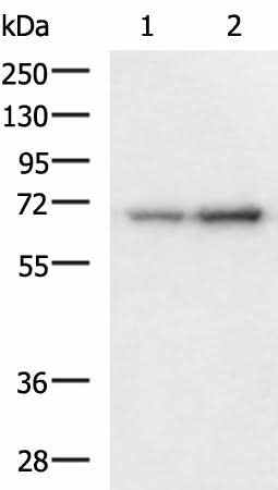 Western blot analysis of 293T and HepG2 cell lysates using PAIP1 Polyclonal Antibody at dilution of 1:1150