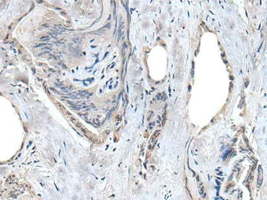 Anti-Human/Mouse RASSF8 Antibody