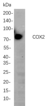 Anti-Human/Mouse/Rat COX2 Antibody [B794]