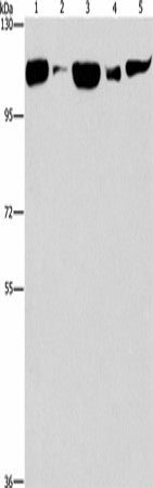 Anti-Human/Mouse/Rat DNM2 Antibody - ABMIUM