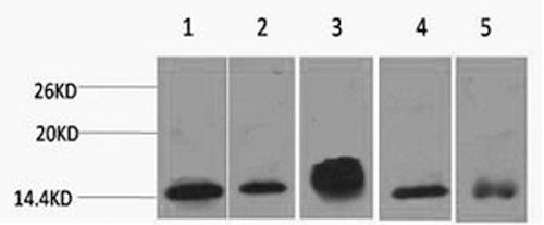 Western Blot analysis of 1) Hela, 2) 3T3, 3) Raw264.7, 4) Rat brain, 5) Rat kidney using Histone H2B Monoclonal Antibody at dilution of 1:2000.