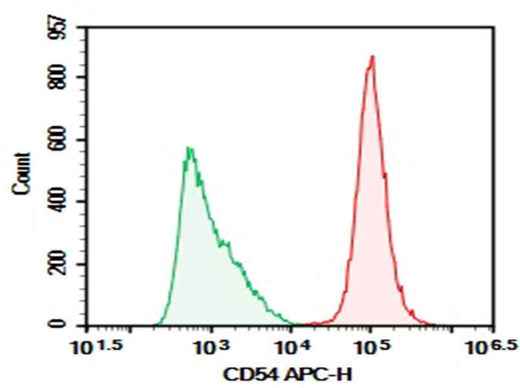 Anti-Human CD54 Antibody [HA58] - ABMIUM